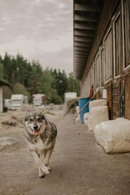 Очаровательный метис Хаски в Долгопрудном фото 3