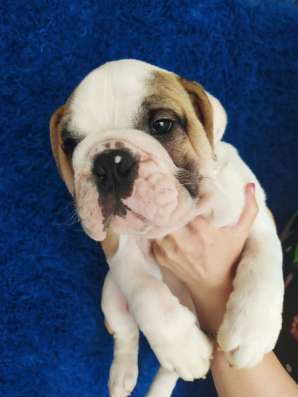 Englische Bulldogge фото 8