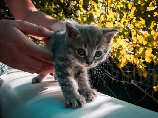 Шотландские котята в Аксае