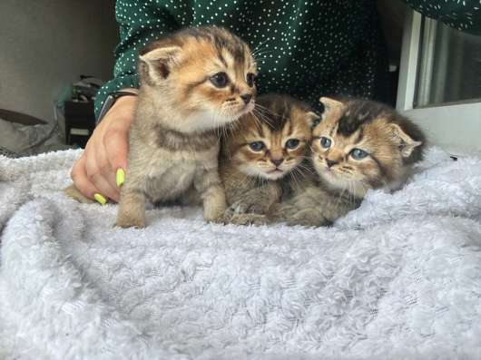 Шотландские котята