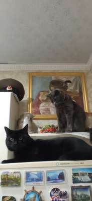 Котята от британской мамы бесплатно фото 3