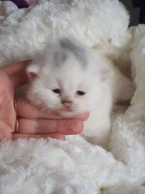 Британские котята, разного возраста, большой выбор фото 4