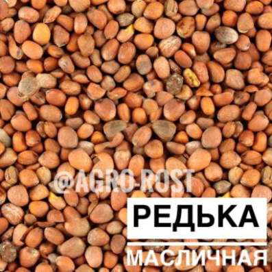 Редька масличная