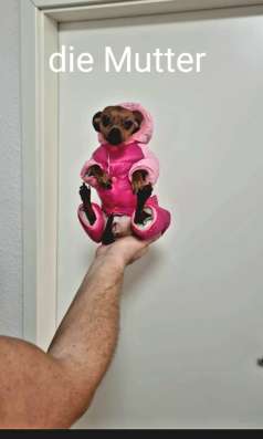 Zwergpinscher мини (до 2.5 кг) фото 17