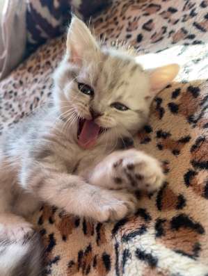 Шотландские котята в Челябинске фото 10
