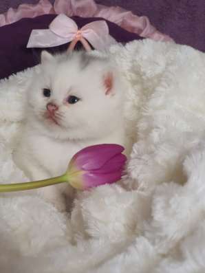 Британские котята, разного возраста, большой выбор фото 10