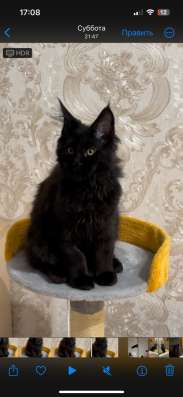 Кот Меинкун 3.5 месяца