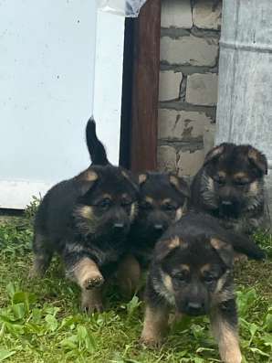 Продам щенков немецкой овчарки