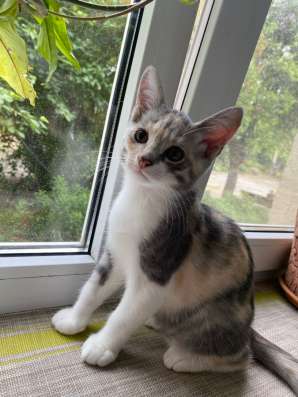 Отдаю котят в добрые руки
