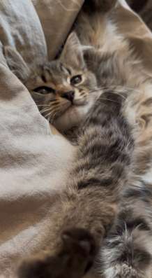 котенок в Уфе