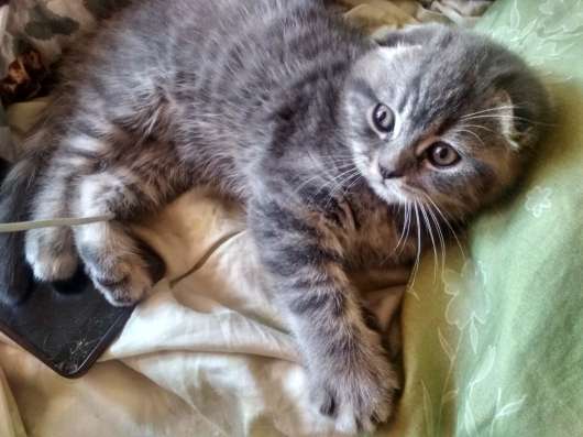 Шотландский котенок