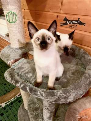 Открыты для резерва котята Той боб в Королёве фото 5