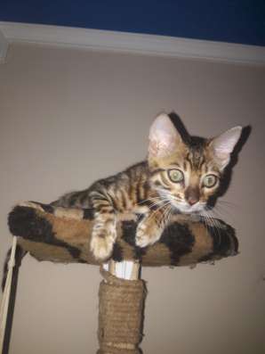 Бенгальские котята