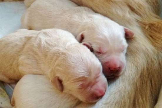 Elite puppies labrador retriever