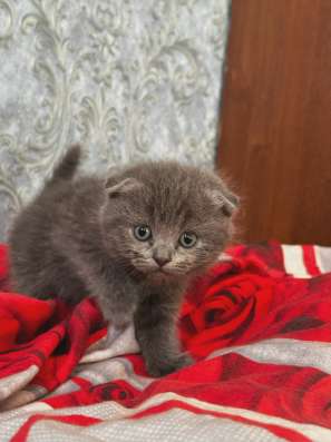 Шотландские котята в Рязани фото 4