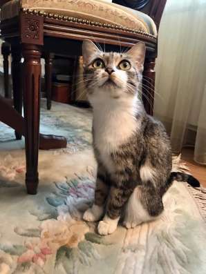 Кошечка в добрые руки