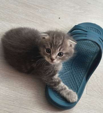 Шотландские котята в Рязани