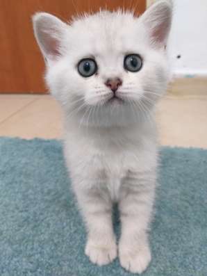 Шотландские котята на продажу