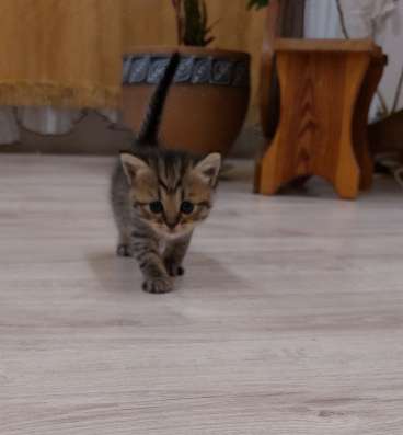 Котята шотландские фото 3