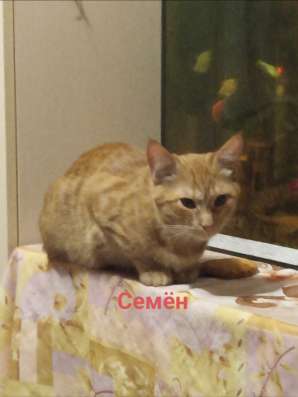 Котята в хорошие руки