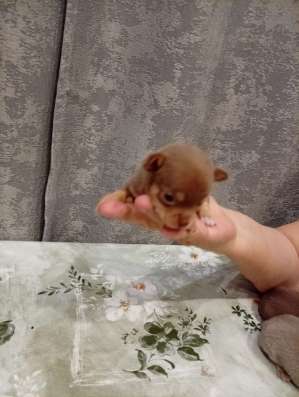 Щенки чихуахуа в Волжске
