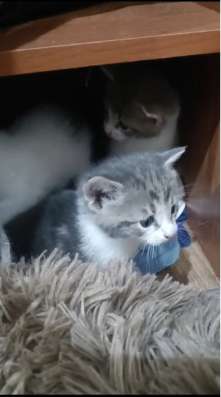 Котята в добрые руки бесплатно в Серпухове