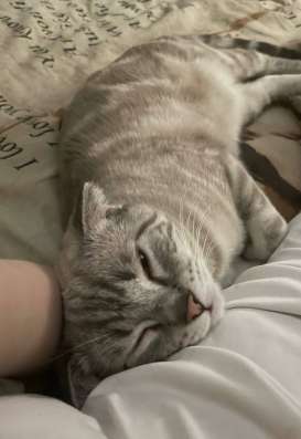 Шотландский вислоухий кот в Лугах