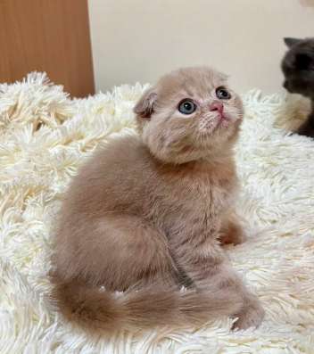 Шотландские вислоухие фото 7