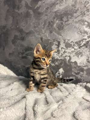 Бенгальские котята в Омске фото 4