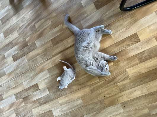 Кошка лиловая британка в Москве фото 5