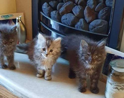 Gccf зарегистрировал mainecoon 1 ДЕВУШКА ОСТАЛАСЬ