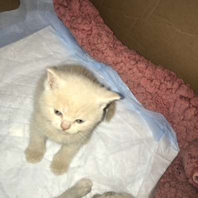 Шотландский котёнок блю поинт девочка фото 4