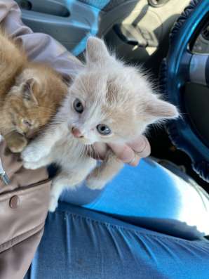 Отдам котят в Кемерове фото 6