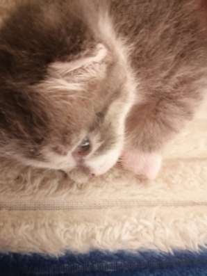 Шотланские котята