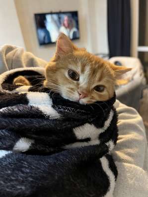 Продаем британского котенка фото 3