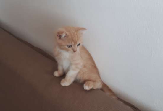 Шотландские котята фото 3