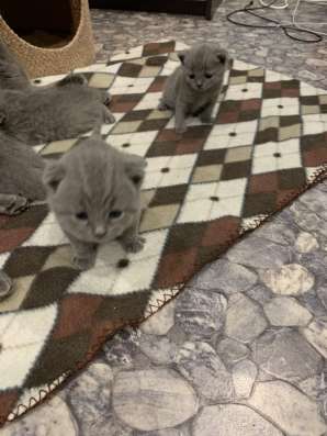 Британские котята
