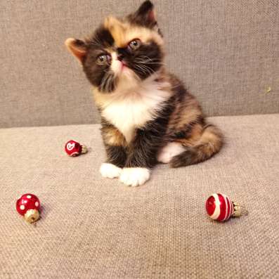 Продажа котят в Новосибирске фото 3