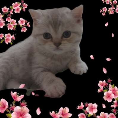 Британские котята фото 5