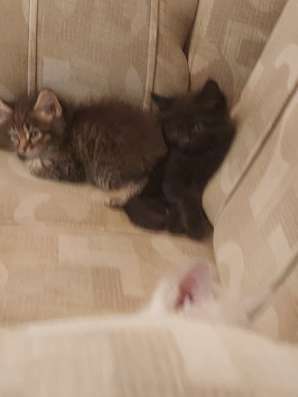 Котята домашние. Две девочки и один мальчик фото 5