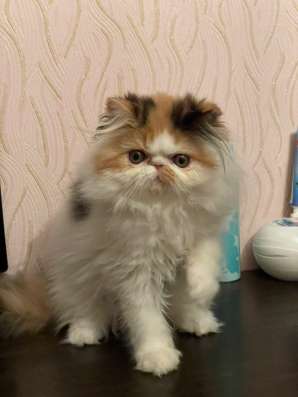 Котята Экзоты