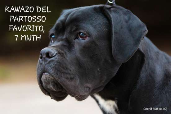 Black cane corso male