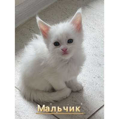 Котята мейн кун в Красногорске фото 7