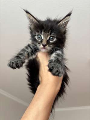 котята мейн-кун