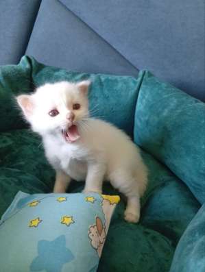 Котята Священной Бирмы в Уфе фото 6