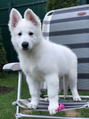 Puppies of a White Swiss Shepherd Dog фото 4