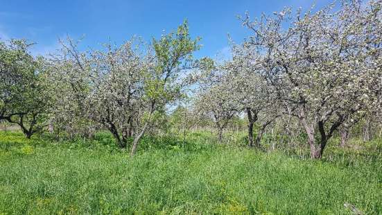 Продам участок ИЖС в Пскове фото 4