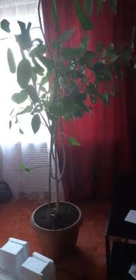 Отдам комнатные растения