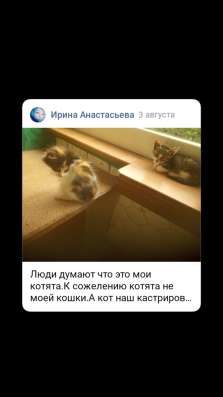 Котята из леса. В добрые ручки