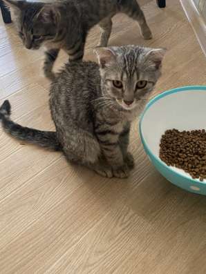 Серенький котик